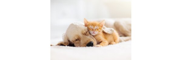 Bild für Kategorie: Haustierbedarf