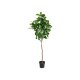 Livarno home Kunstpflanze Magnolie, 190 cm - B-Ware neuwertig