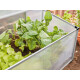 PARKSIDE® Garten-Frühbeet, mit bruchfester Verglasung - B-Ware Transportschaden Kosmetisch