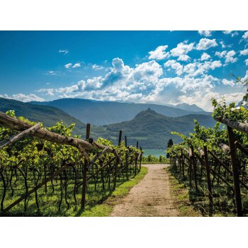 Kellerei Kaltern Sauvignon Alto Adige DOC trocken, Weißwein 2024