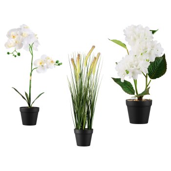 LIVARNO home Kunstpflanze Orchidee \ Kunstpflanze...