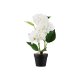 LIVARNO home Kunstpflanze Orchidee \ Kunstpflanze Ziergras \ Kunstpflanze Hortensie - B-Ware