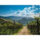Kellerei Kaltern Lagrein Alto Adige DOC trocken, Rotwein 2024