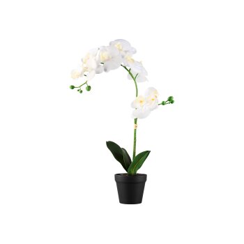 LIVARNO home Kunstpflanze Orchidee \ Kunstpflanze Ziergras \ Kunstpflanze Hortensie (Orchidee) - B-Ware sehr gut