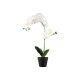 LIVARNO home Kunstpflanze Orchidee \ Kunstpflanze Ziergras \ Kunstpflanze Hortensie (Orchidee) - B-Ware sehr gut