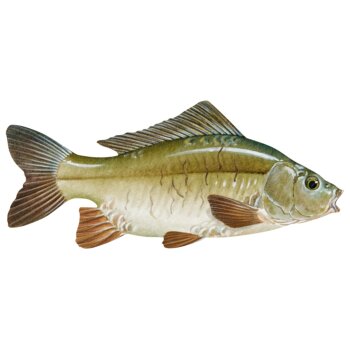 CRIVIT Angel-Set (Carp 360 (12ft.)-3-2,5 LBS) - B-Ware neuwertig