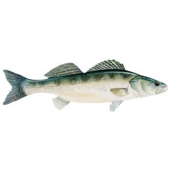 CRIVIT Angel-Set (Carp 360 (12ft.)-3-2,5 LBS) - B-Ware neuwertig