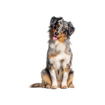 zoofari® Hundegeschirr, mit reflektierenden Deko-Elementen (Schwarz, M) - B-Ware sehr gut