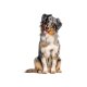 zoofari® Hundegeschirr, mit reflektierenden Deko-Elementen (Schwarz, M) - B-Ware sehr gut