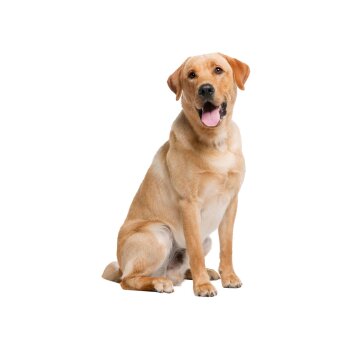 zoofari® Hundegeschirr, mit reflektierenden Deko-Elementen (Schwarz, L) - B-Ware sehr gut