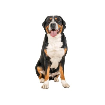 zoofari® Hundegeschirr, mit reflektierenden Deko-Elementen (Schwarz, XL) - B-Ware sehr gut