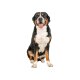 zoofari® Hundegeschirr, mit reflektierenden Deko-Elementen (Schwarz, XL) - B-Ware sehr gut