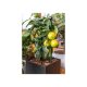 PARKSIDE® Solar-Bewässerungs-Set »PBSS1 A1« - B-Ware