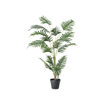 monstera white Monstera White Monster Tissue Culture main image 0