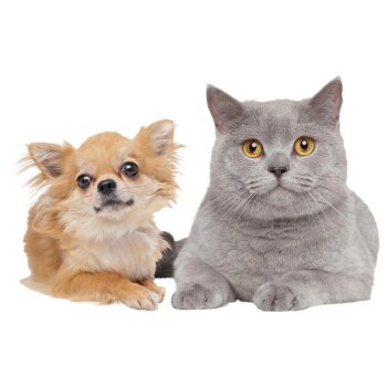 zoofari® Haustier-Zubehör, Tipi für kleine Hunde und Katzen - B-Ware sehr gut