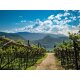 KELLEREI KALTERN Weißburgunder Alto Adige DOC trocken, Weißwein 2025